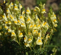 Linaria biebersteinii ruthenica