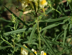 Linaria biebersteinii ruthenica