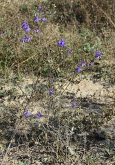 Delphinium consolida paniculatum