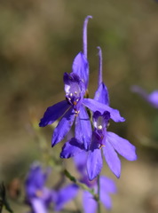 Delphinium consolida paniculatum