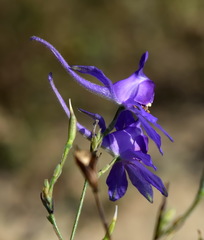 Delphinium consolida paniculatum