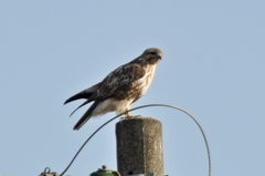 Buteo japonicus