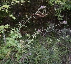 Cirsium laniflorum