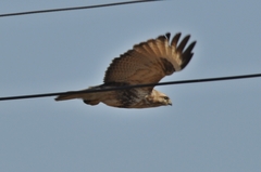 Buteo japonicus