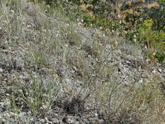 Centaurea sarandinakiae