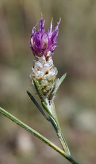 Centaurea sarandinakiae