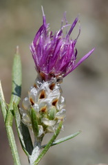 Centaurea sarandinakiae