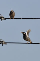 Spodiopsar cineraceus