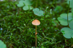 Conocybe arrhenii