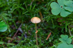 Conocybe arrhenii