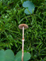 Conocybe arrhenii