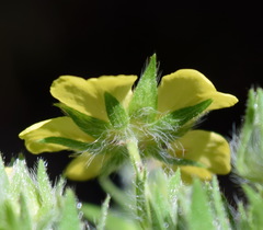 Potentilla umbrosa