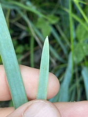 Lomandra decomposita