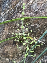 Lomandra decomposita