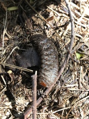 Xylotrupes australicus