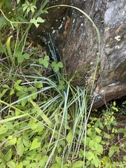 Lomandra decomposita