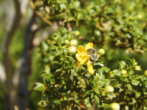iNaturalist observation photo of Creosote Bush Ancylandrena