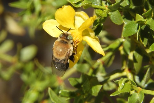 iNaturalist observation photo of Paracentris