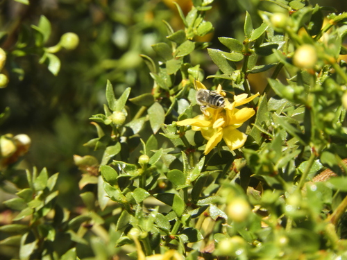 iNaturalist observation photo of Mining Bees