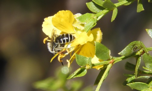 iNaturalist observation photo of Mining Bees