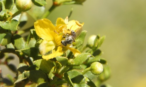 iNaturalist observation photo of Lasioglossum