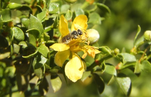 iNaturalist observation photo of Lasioglossum