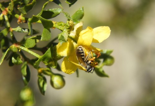iNaturalist observation photo of Lasioglossum