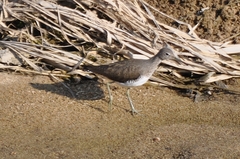 Tringa ochropus
