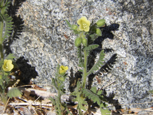 iNaturalist observation photo of whispering bells
