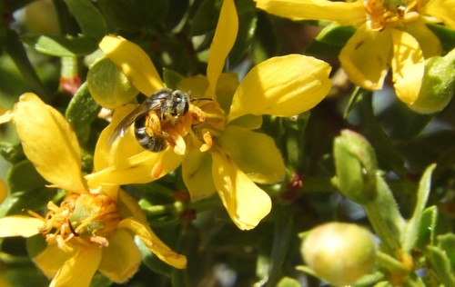 iNaturalist observation photo of Lasioglossum