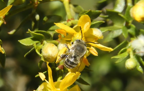 iNaturalist observation photo of Common Digger Bees