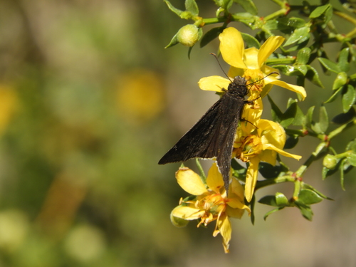 iNaturalist observation photo of Funereal Duskywing