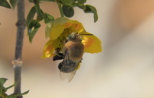 iNaturalist observation photo of Paracentris