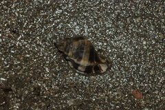 Ceratostoma rorifluum