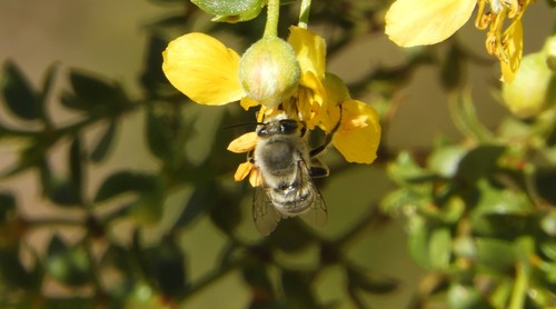 iNaturalist observation photo of Common Digger Bees