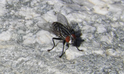 iNaturalist observation photo of Typical Flesh Flies
