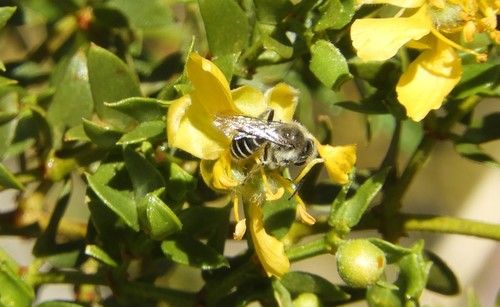 iNaturalist observation photo of Mining Bees