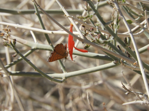 iNaturalist observation photo of Wright's Metalmark