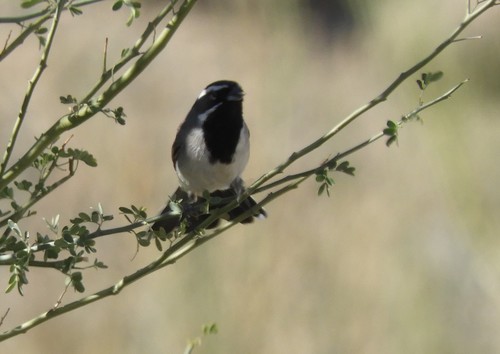 iNaturalist observation photo of Black-throated Sparrow