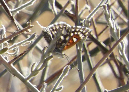 iNaturalist observation photo of Desert Mexican Metalmark