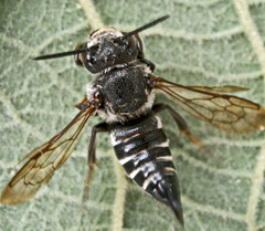 Coelioxys mandibularis