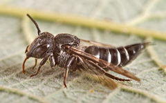 Coelioxys mandibularis