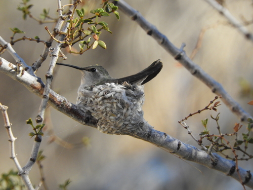 iNaturalist observation photo of Costa's Hummingbird
