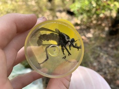 Blepharotes