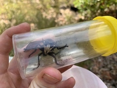 Blepharotes