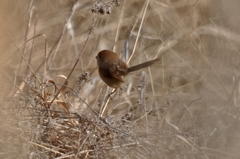 Sinosuthora webbiana