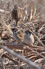 Passer montanus