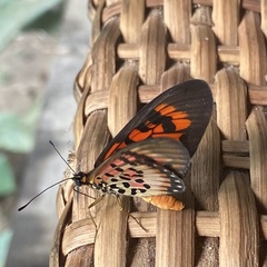 Acraea cepheus