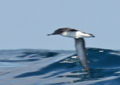 Puffinus gavia