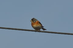 Fringilla montifringilla